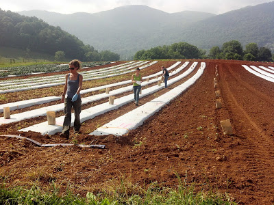 setting bags with broccoli plants on the covered rows