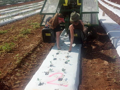 planting broccoli using a waterwheel transplanter