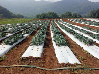 rows of broccoli a few weeks after planting