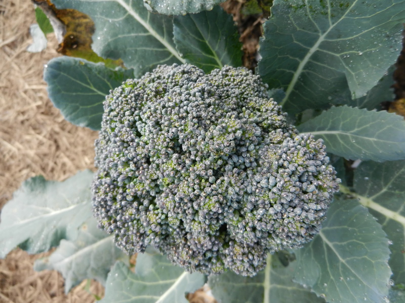 Arcadia broccoli grown in 2012