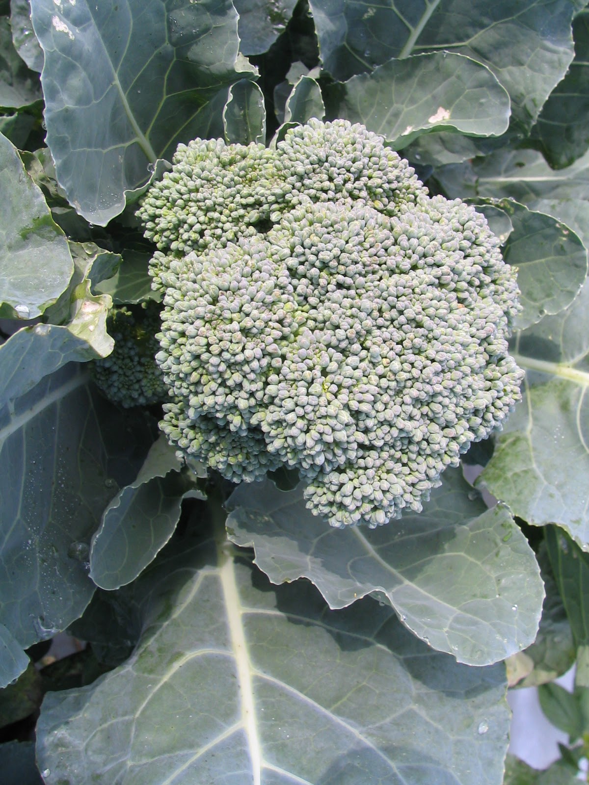 Atlantis broccoli grown in 2012