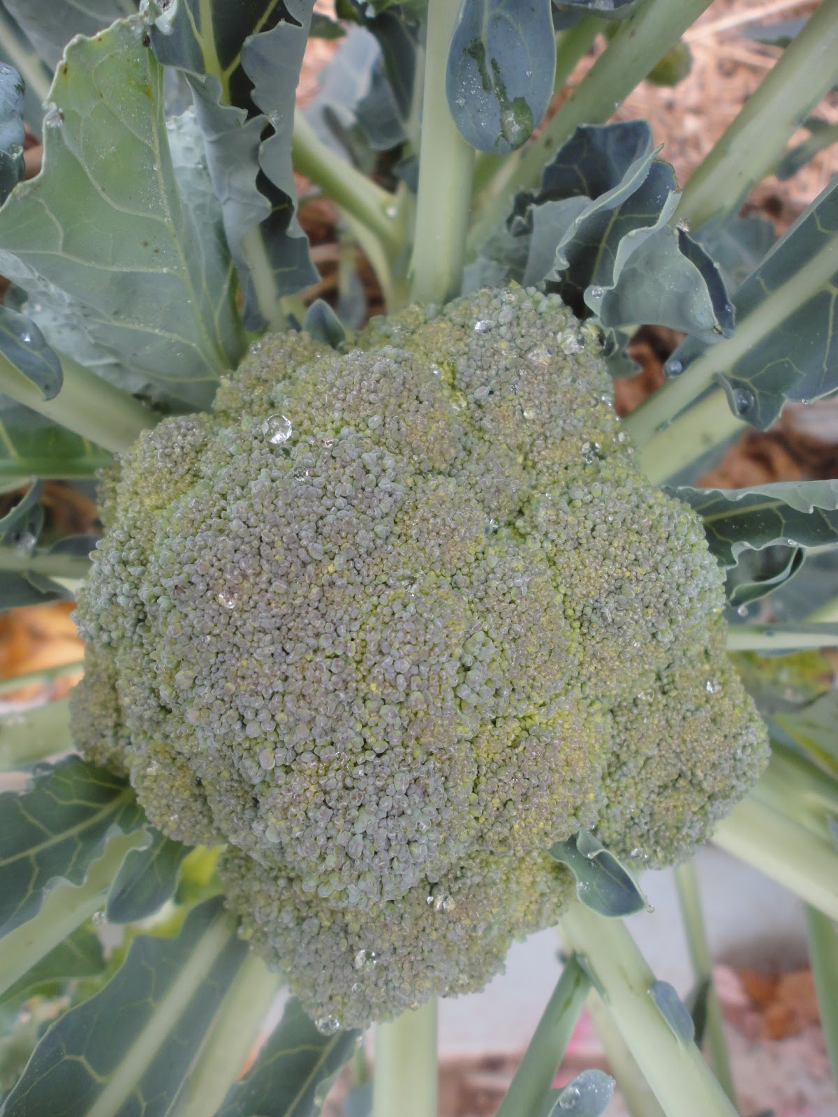 Batavia broccoli grown in 2012