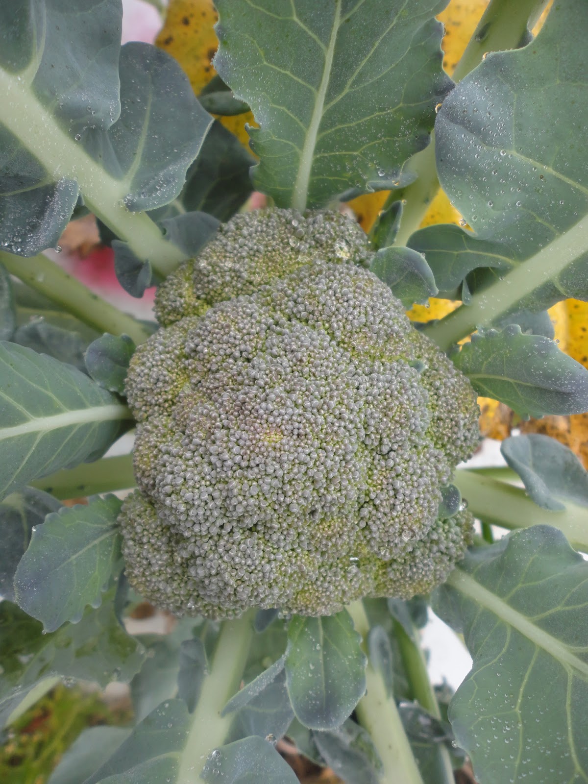 Bay Meadows broccoli grown in 2012