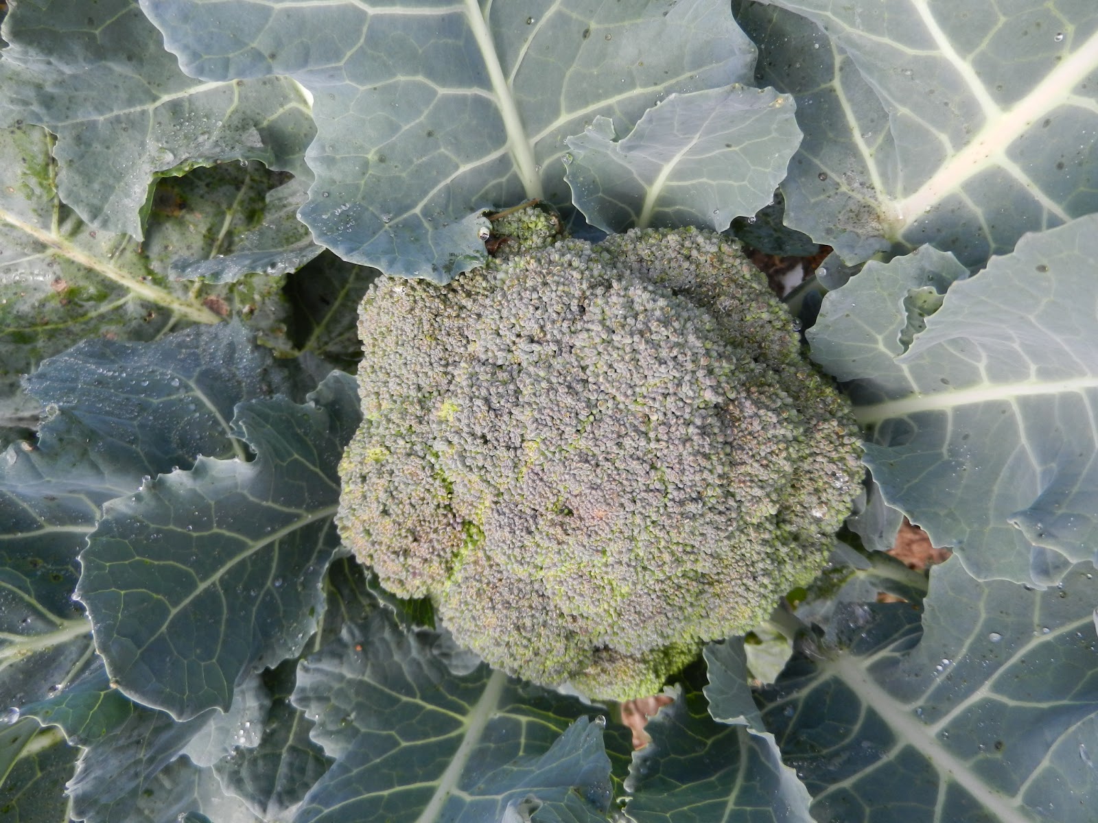 Belstar broccoli grown in 2012