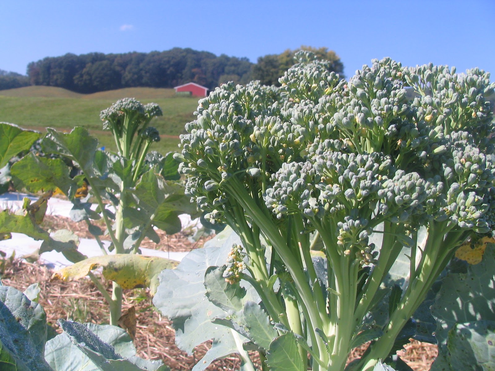 Di Cicco broccoli grown in 2012