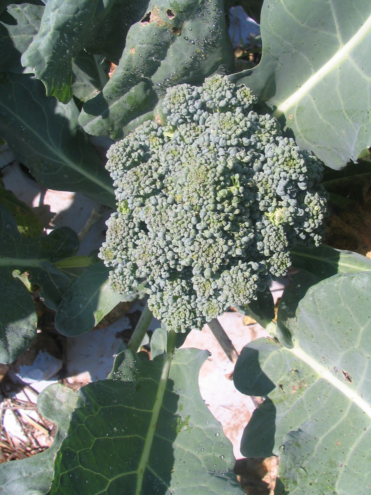 Diplomat broccoli grown in 2012