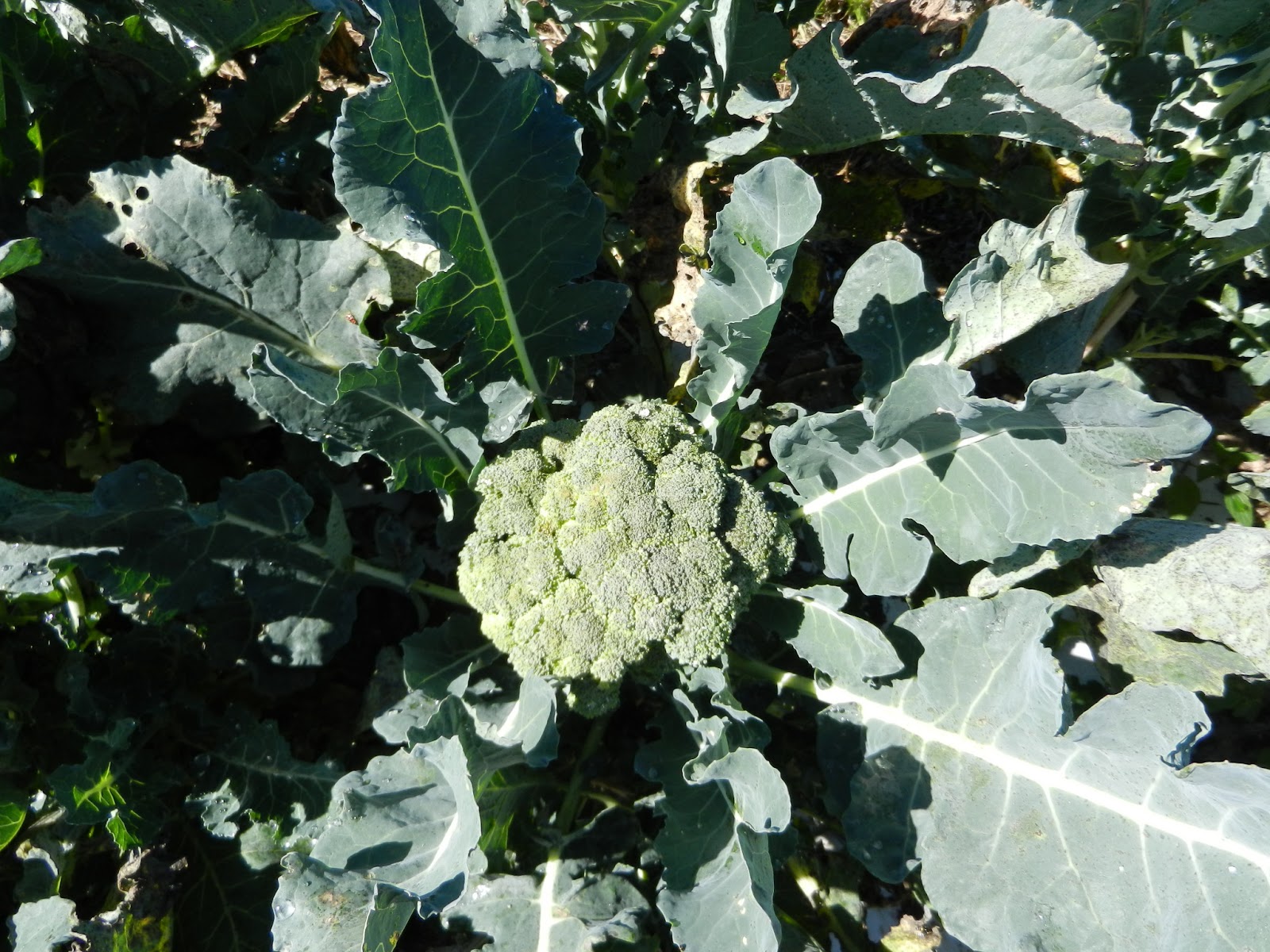 Fiesta broccoli grown in 2012