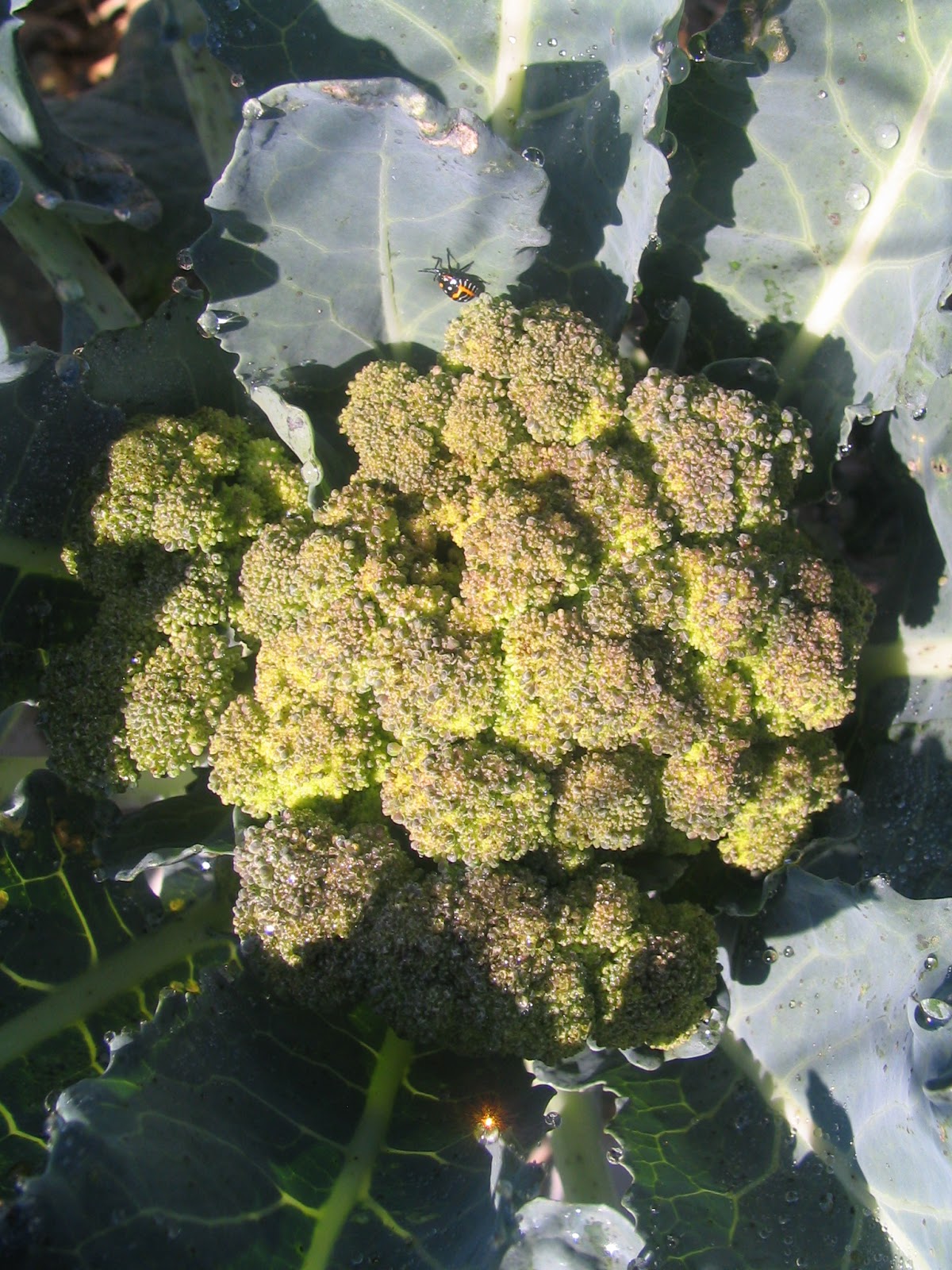 Green Goliath broccoli grown in 2012