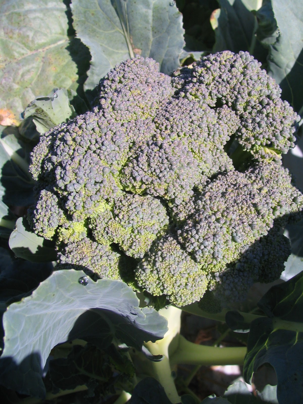 Green Magic broccoli grown in 2012