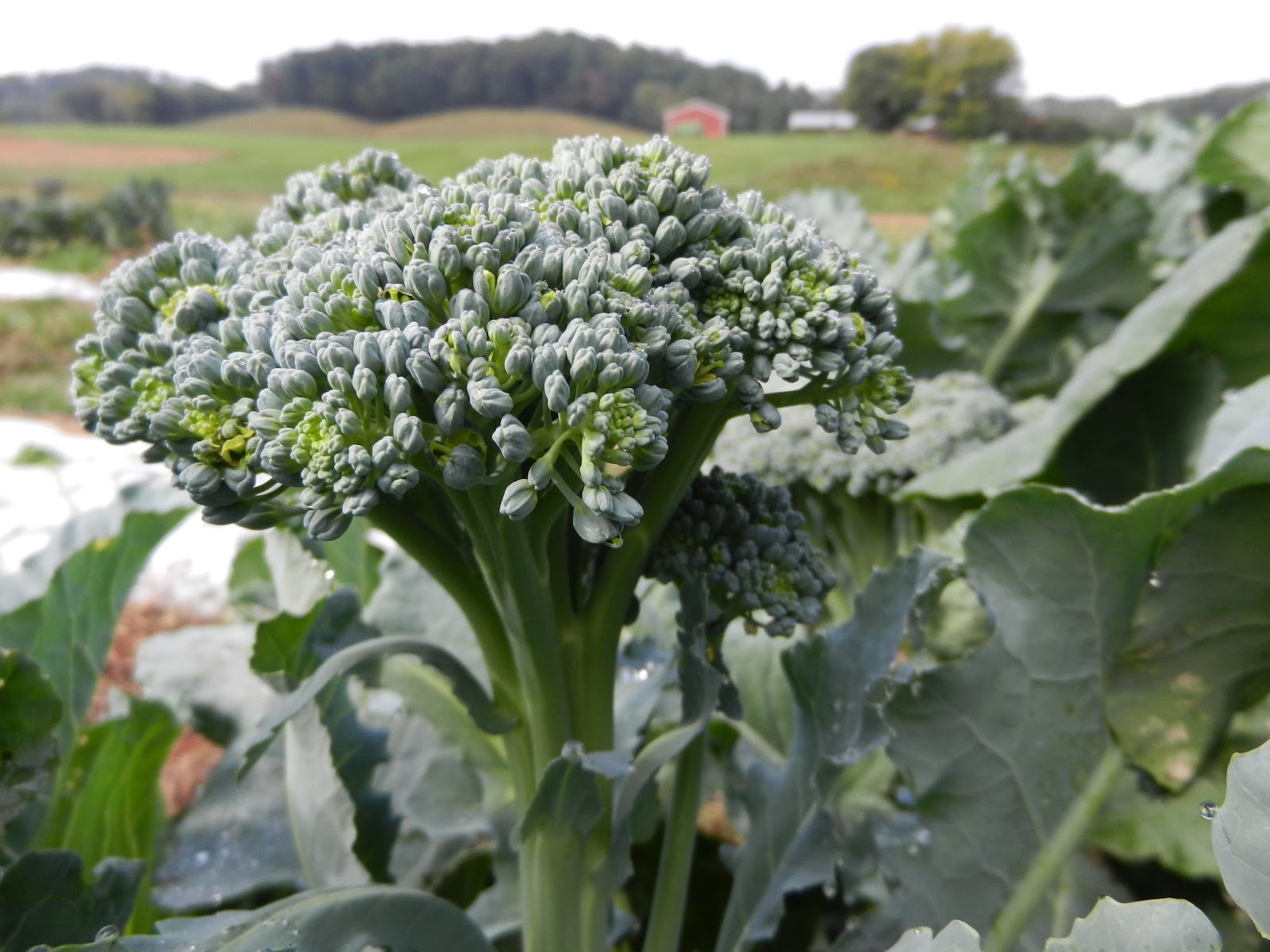 Green Sprouting Calabrese broccoli grown in 2012