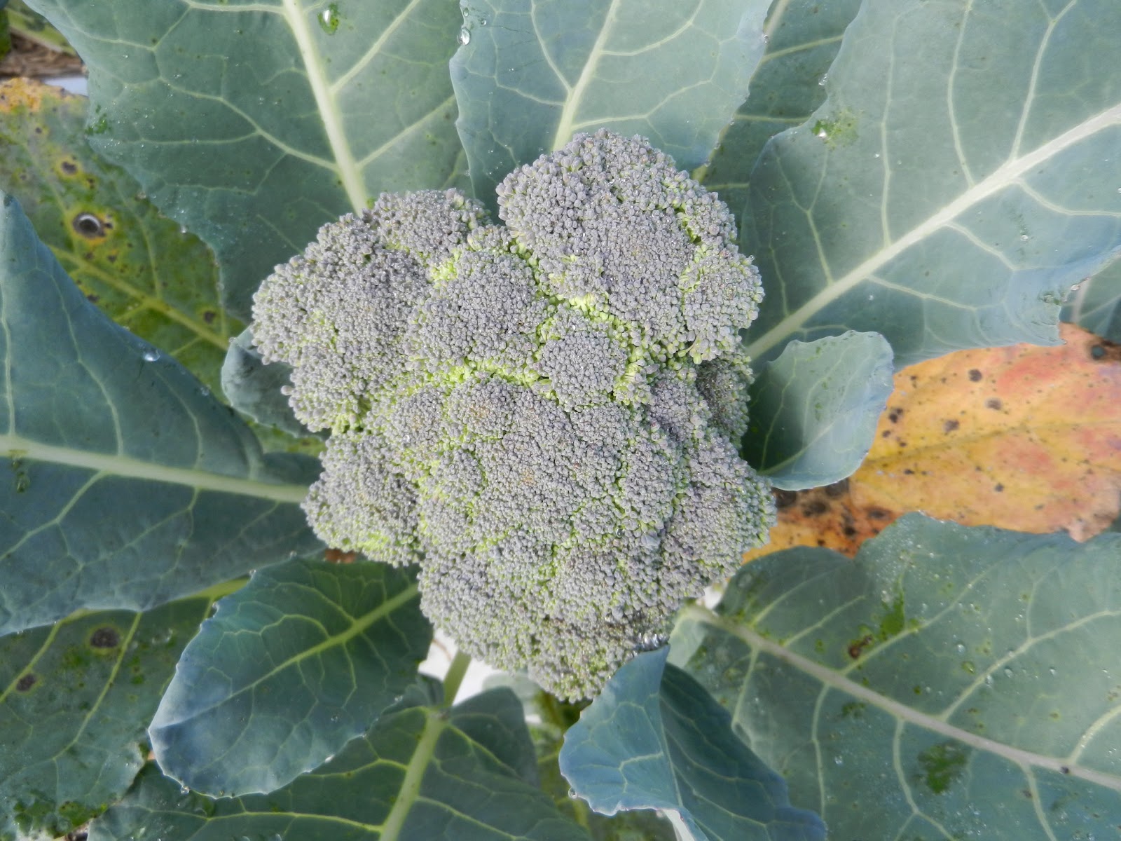 Gypsy broccoli grown in 2012