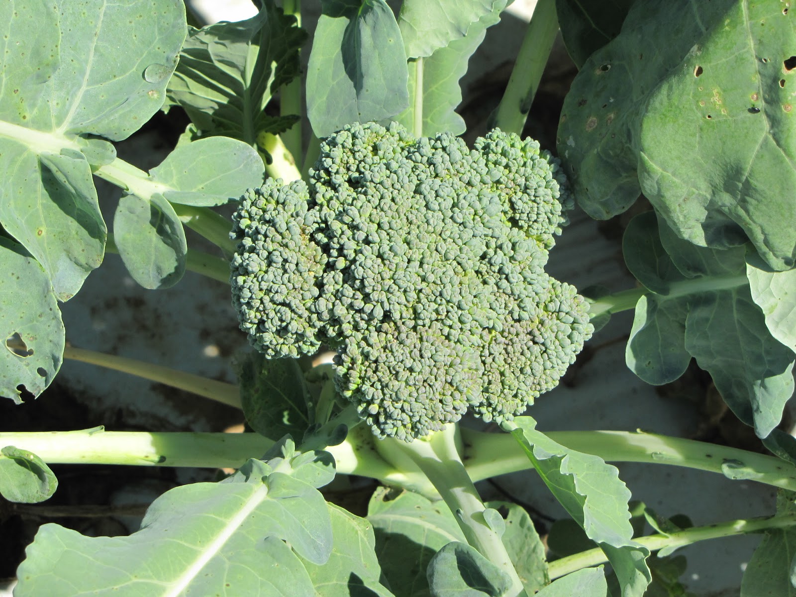 Nutri-bud broccoli grown in 2012
