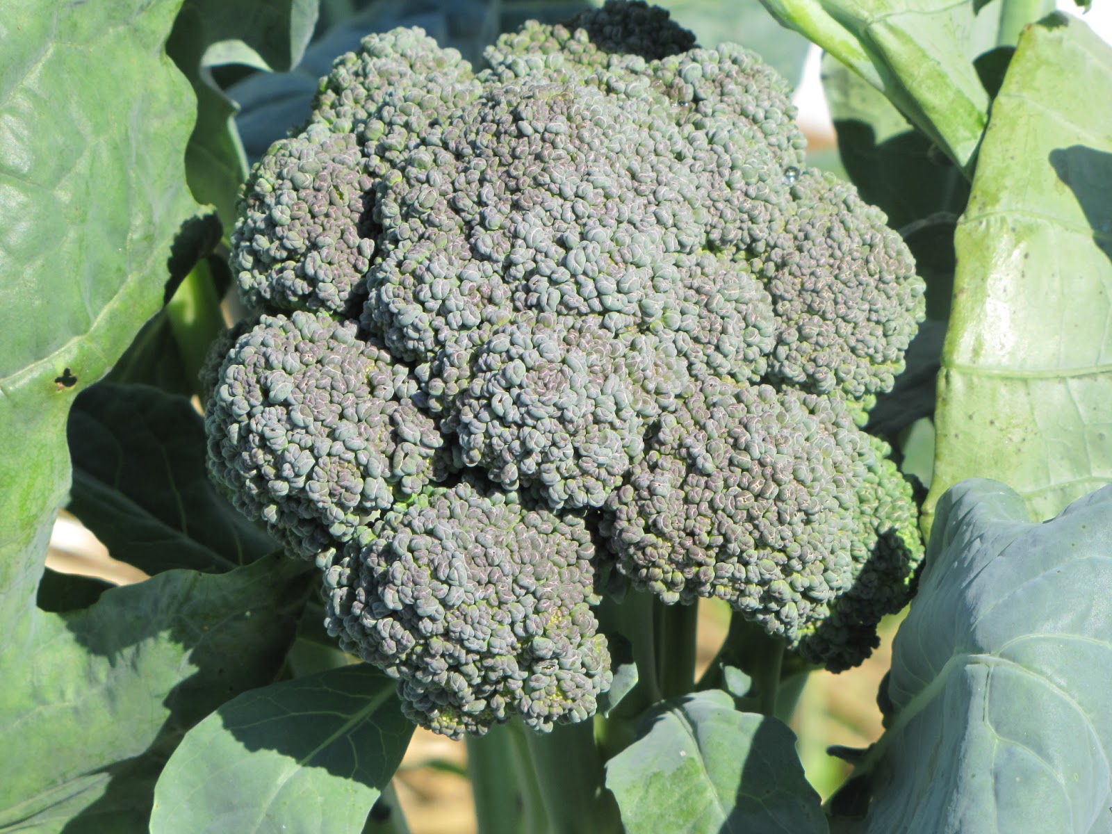 OSU East Coast Population broccoli grown in 2012