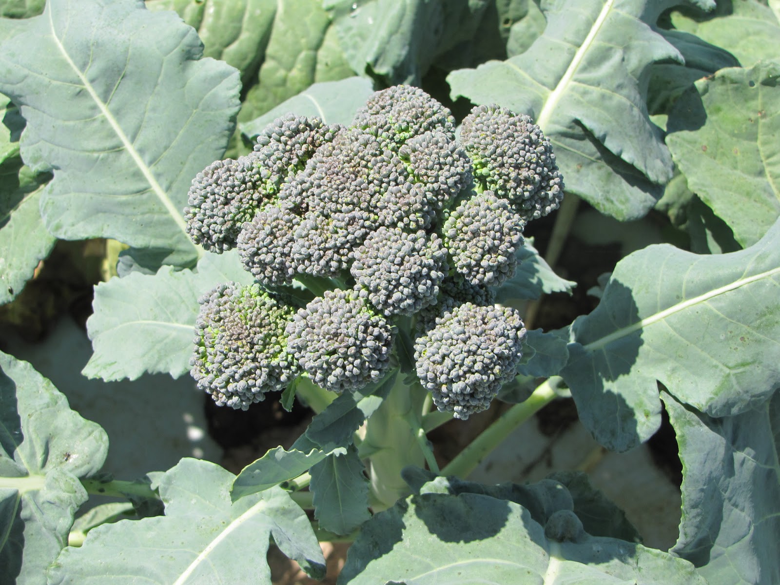 OSU West Coast Population broccoli grown in 2012