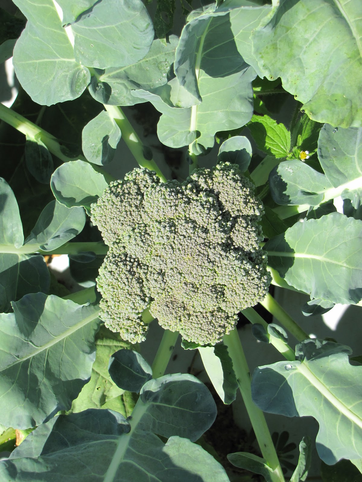 Packman broccoli grown in 2012