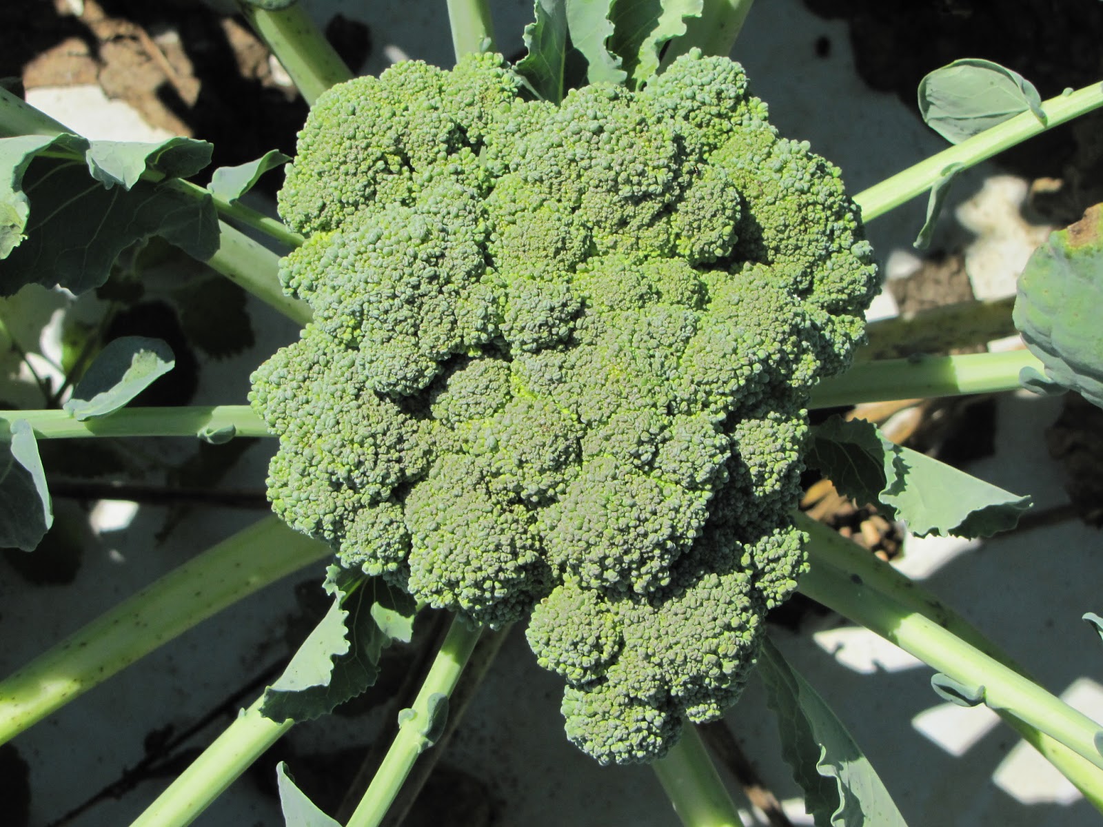 Premium Crop broccoli grown in 2012