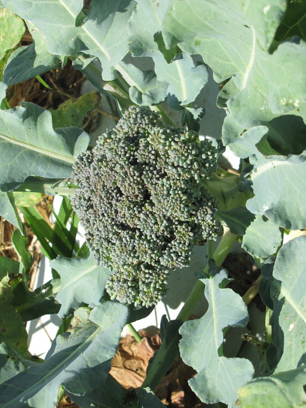 Thompson broccoli grown in 2012