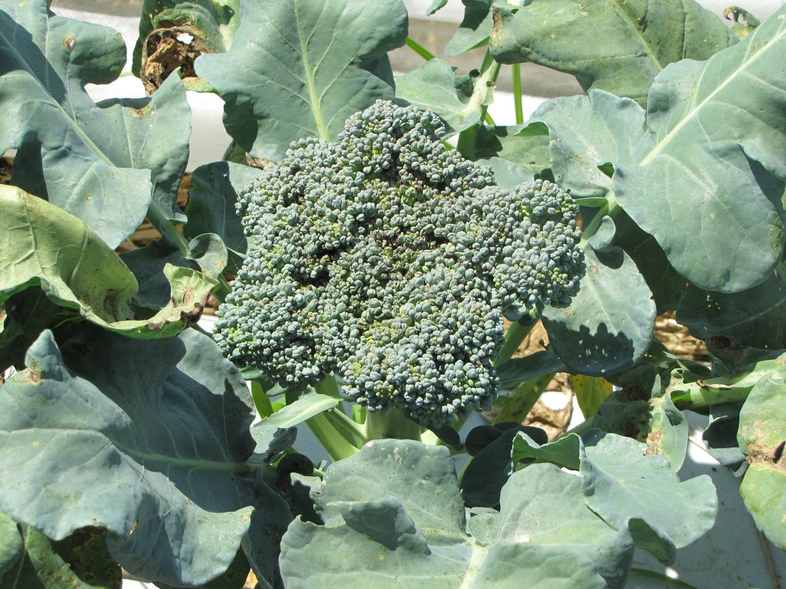 Umpqua broccoli grown in 2012