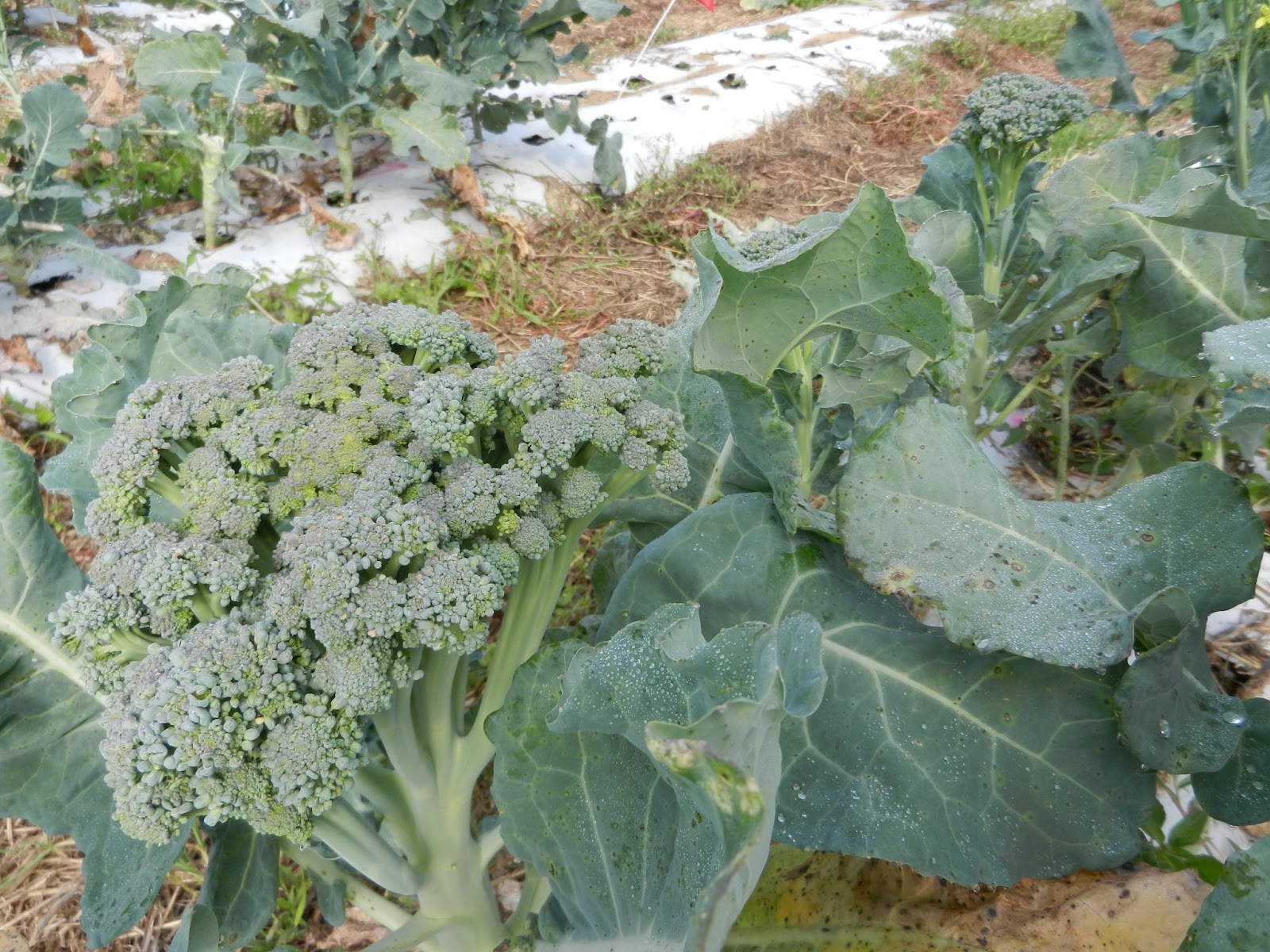Waltham 29 broccoli grown in 2012