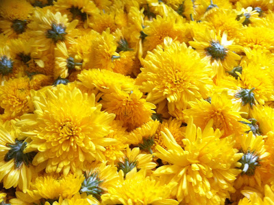 Chrysanthemum flowers-a Chinese herb