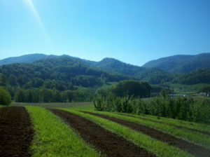 Cover photo for We Expanded Our Research and Demonstration Truffle Orchards!