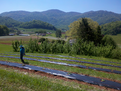 rows of newly planted filbert trees