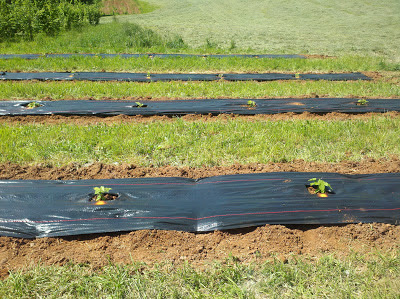 rows covered with black landscape cloth and with drip irrigation