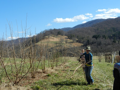 pruning the filbert trees in the established truffle orchard