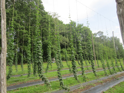 a hop yard