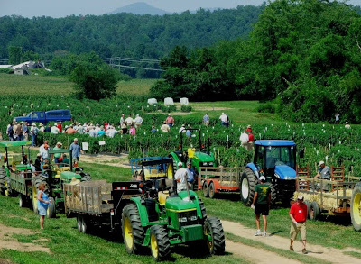 busy field day scene