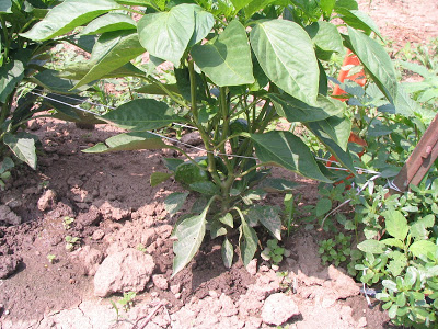 weeds in organic crop planting