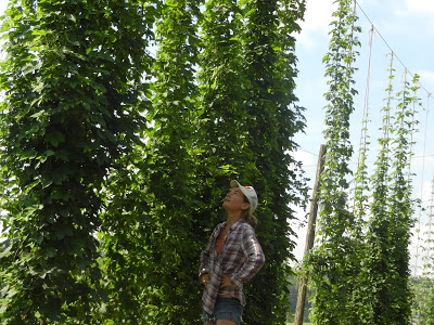 Kelly Gaskill studying the hops in our research hop yard. Obvious differences among varieties.