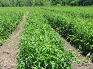 rows of medicinal herbs