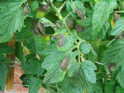 leaves showing disease symptoms