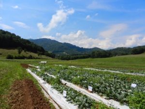 organic broccoli trial at the mountain research station