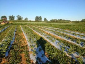 on-farm broccoli trial