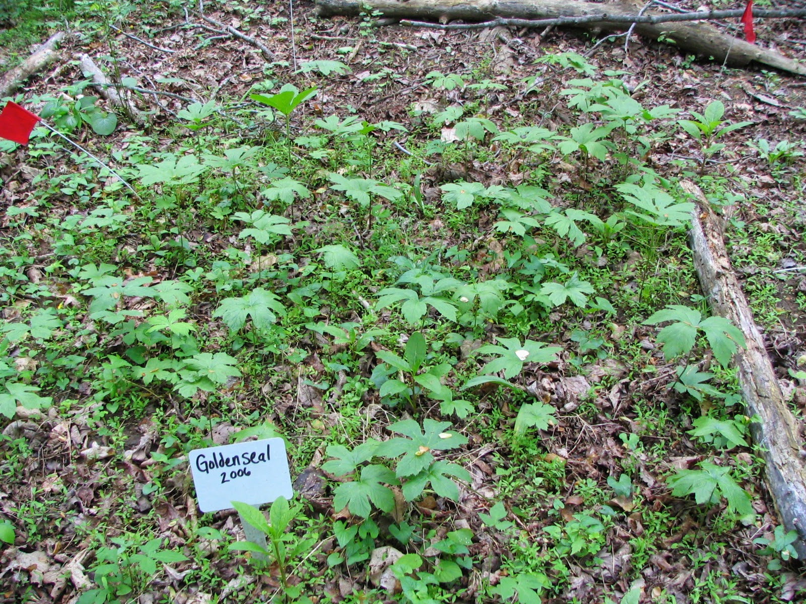 goldenseal plot