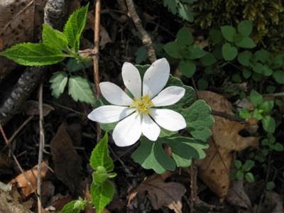 woodland flower 