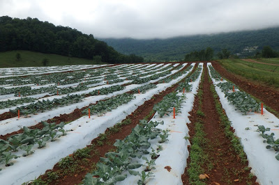 broccoli crop in white plastic covered rows