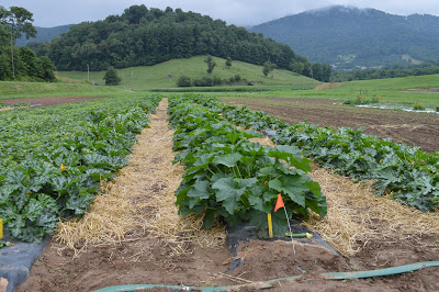 rows of cucumber plants