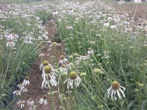 Echinacea