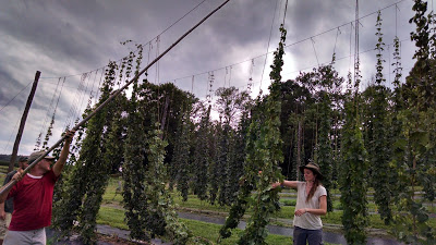 workers untangling the hop bines