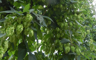 hop plants full of ripe cones