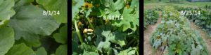 Powdery mildew progression on summer squash