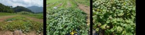Downy mildew on DMR-NY 264 cucumber