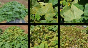 Progression of downy mildew symptoms on cucumbers in six photos