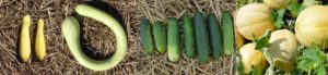 several types of harvested cucurbits