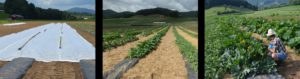 black plastic covered beds with row cover, field of cucurbits, workers checking field plots