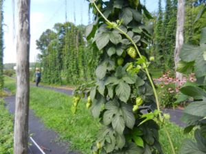 hop yard with someone walking in it