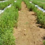 2015 Stevia bare ground plots were kept very clean